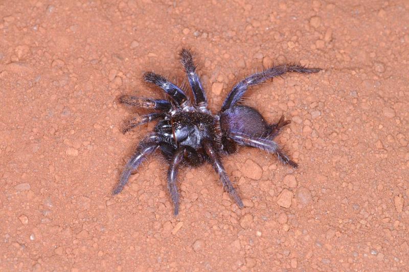 Cethegus_ischnotheloides_D3501_Z_89_Leinster_Australie.jpg