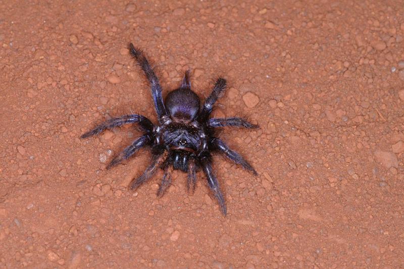 Cethegus_ischnotheloides_D3504_Z_88_Leinster_Australie.jpg