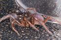 Cethegus_ischnotheloides_D3498_Z_75_Leinster_Australie