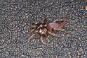 Cethegus_ischnotheloides_D3499_Z_92_Leinster_Australie