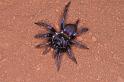 Cethegus_ischnotheloides_D3500_Z_92_Leinster_Australie