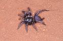 Cethegus_ischnotheloides_D3501_Z_89_Leinster_Australie