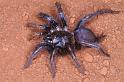 Cethegus_ischnotheloides_D3502_Z_92_Leinster_Australie
