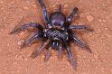 Cethegus_ischnotheloides_D3503_Z_85_Leinster_Australie