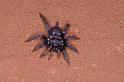 Cethegus_ischnotheloides_D3504_Z_88_Leinster_Australie
