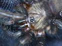 Namirea_planipes_D6220_Z_85_Brisbane_Australie