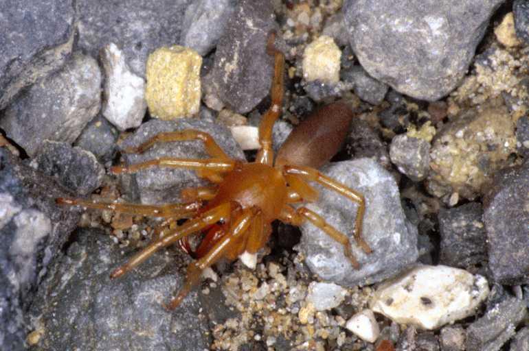 Dysdera_ZZ009_P0949_Z_90_Soube_Frankrijk.jpg