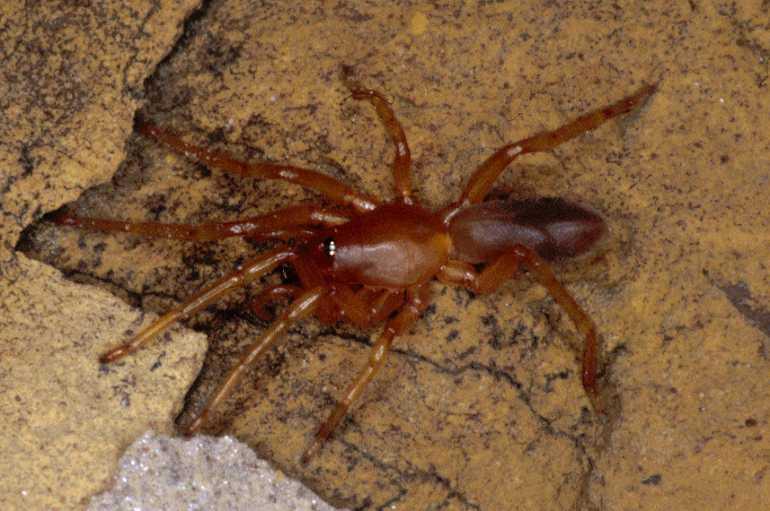 Dysdera_ZZ009_P0950_Z_82_Soube_Frankrijk.jpg