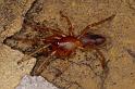 Dysdera_ZZ009_P0950_Z_82_Soube_Frankrijk