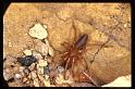 Dysdera_ZZ009_RP0719_O_80_-_Frankrijk
