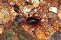 Dysdera_erythrina_F1181_Z_82_Arfons_Frankrijk