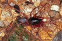Dysdera_erythrina_F1182_Z_82_Arfons_Frankrijk