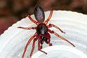 Dysdera_erythrina_F1184_Z_84_Arfons_Frankrijk
