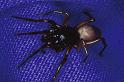 Dysdera_erythrina_P0116_Z_80_-_Frankrijk