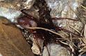Dysdera_erythrina_P0942_Z_85_-_Frankrijk
