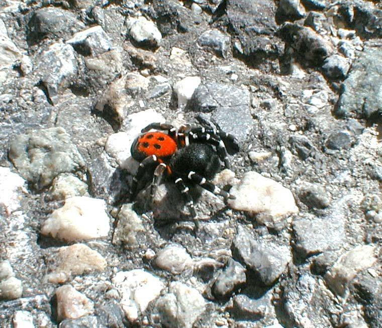 Eresus_cinnaberinus_D2903_Z_75_-_Frankrijk.jpg