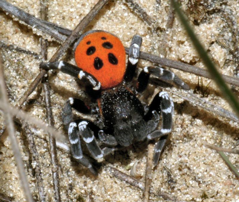 Eresus_sandaliatus_D2909_Z_82_Ede_Nederland.jpg