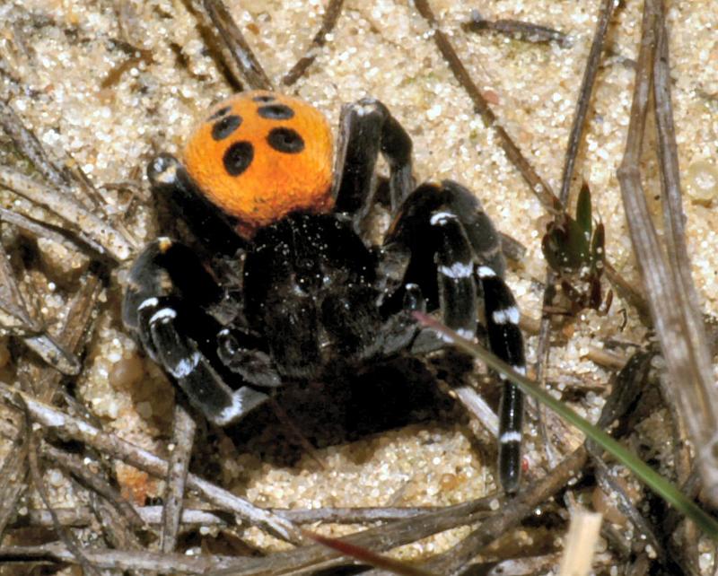 Eresus_sandaliatus_D2910_Z_81_Ede_Nederland.jpg