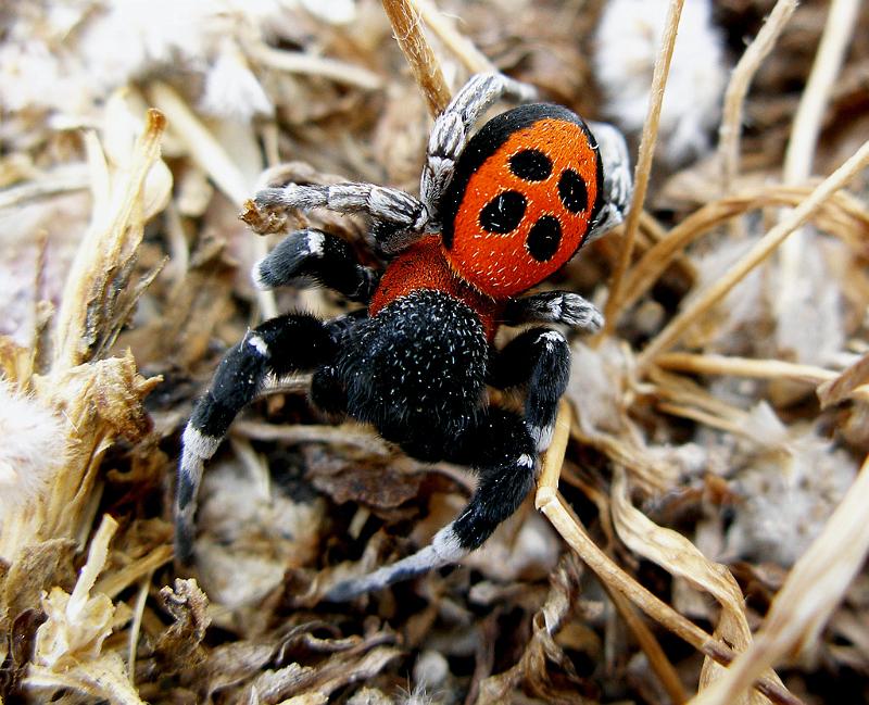 Eresus_sandaliatus_D4758_Z_90_-_Griekenland.jpg