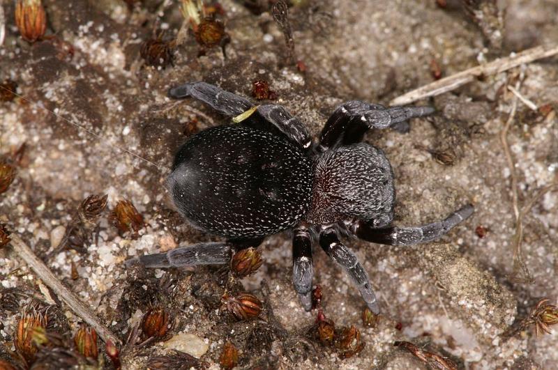 Eresus_sandaliatus_D7028_Z_90_Geheim_Belgie.jpg