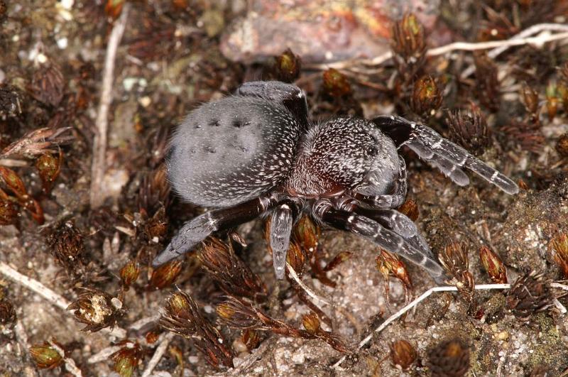 Eresus_sandaliatus_D7030_Z_90_Geheim_Belgie.jpg