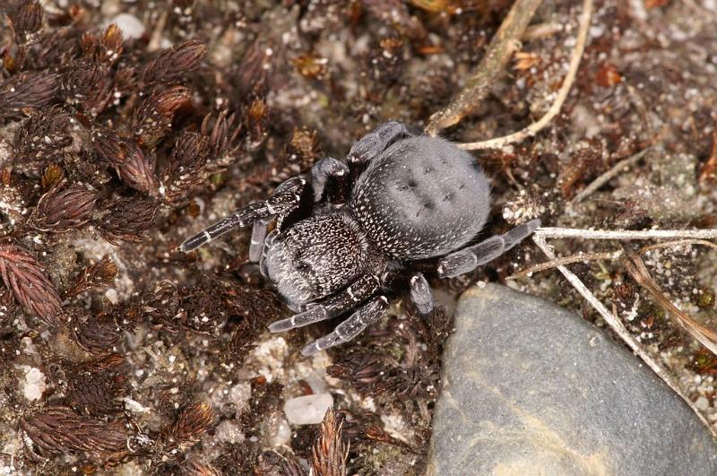 Eresus_sandaliatus_D7033_Z_87_Geheim_Belgie.jpg