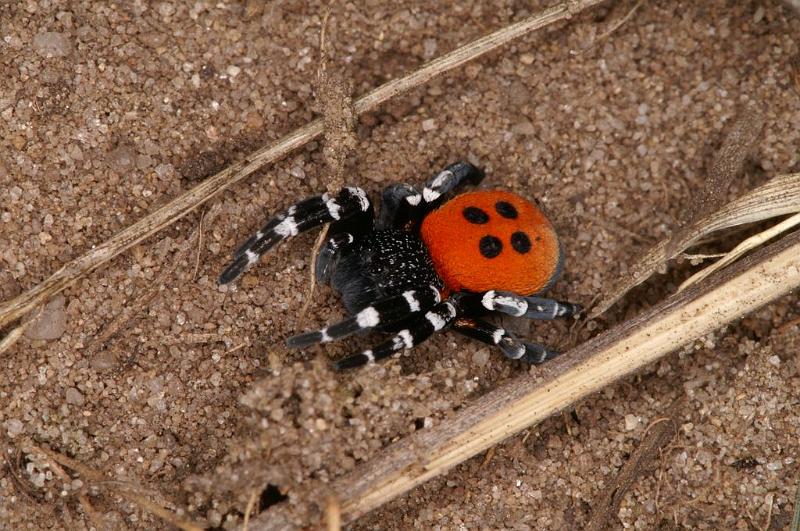 Eresus_sandaliatus_D7034_Z_89_Geheim_Belgie.jpg
