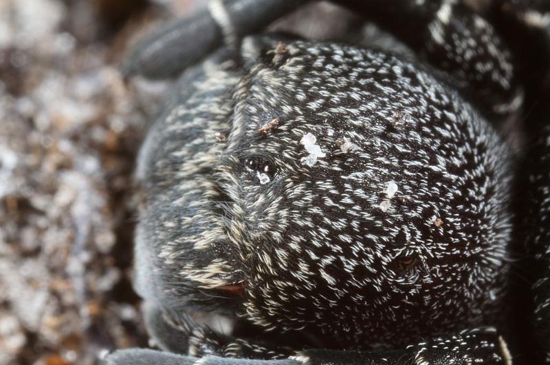 Eresus_sandaliatus_D7039_Z_85_Geheim_Belgie.jpg