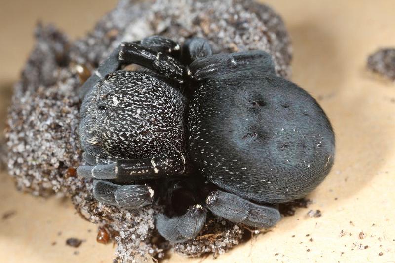 Eresus_sandaliatus_D7042_Z_89_Geheim_Belgie.jpg