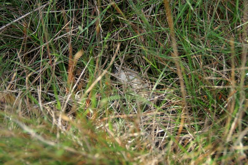 Eresus_sandaliatus_D7043_Z_85_Geheim_Belgie.jpg