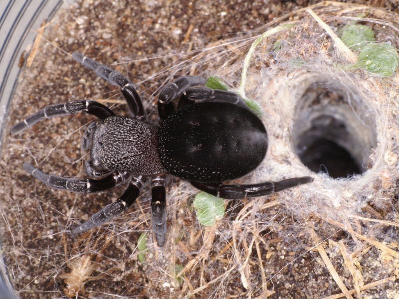 Eresus_sandaliatus_D7262_Z_88_Geheim_Belgie.jpg