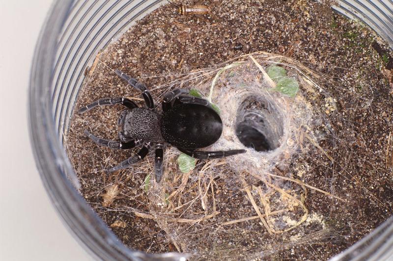 Eresus_sandaliatus_D7263_Z_88_Geheim_Belgie.jpg