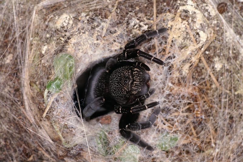 Eresus_sandaliatus_D7290_Z_90_Badhoevedorp_Nederland.jpg