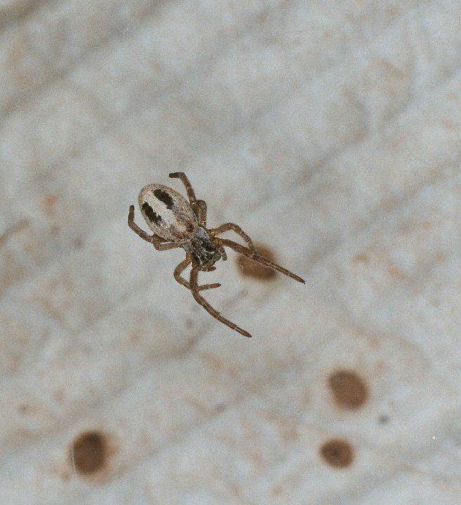 Stegodyphus_ZZ351_F2264_D_78_Tioute_Marocco.jpg
