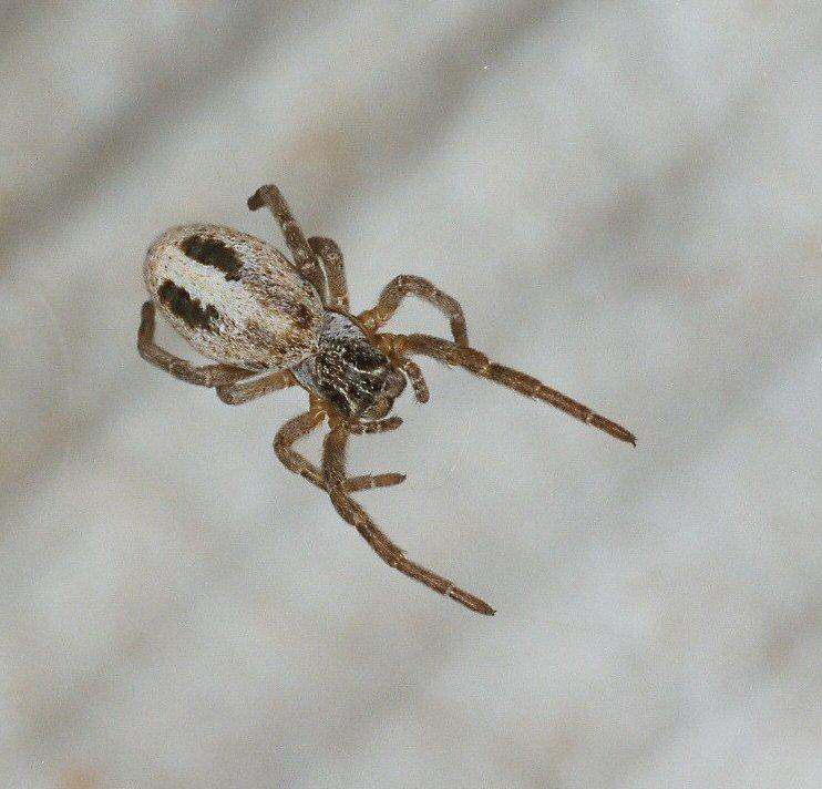 Stegodyphus_ZZ351_F2265_D_80_Tioute_Marocco.jpg