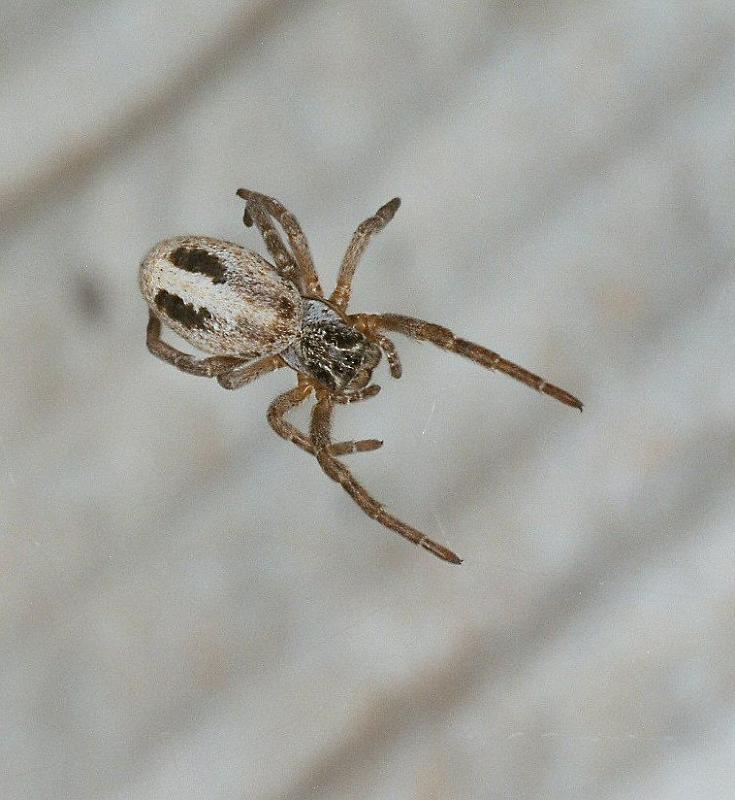 Stegodyphus_ZZ351_F2266_D_80_Tioute_Marocco.jpg