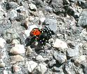 Eresus_cinnaberinus_D2903_Z_75_-_Frankrijk