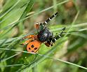 Eresus_cinnaberinus_F2275_Z_90_Abruzzo_Italie