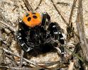 Eresus_sandaliatus_D2910_Z_81_Ede_Nederland