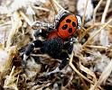 Eresus_sandaliatus_D4758_Z_90_-_Griekenland