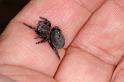 Eresus_sandaliatus_D7027_Z_88_Geheim_Belgie