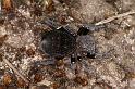 Eresus_sandaliatus_D7028_Z_90_Geheim_Belgie