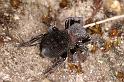 Eresus_sandaliatus_D7029_Z_89_Geheim_Belgie