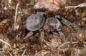 Eresus_sandaliatus_D7030_Z_90_Geheim_Belgie
