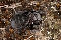 Eresus_sandaliatus_D7031_Z_89_Geheim_Belgie