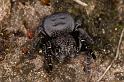 Eresus_sandaliatus_D7032_Z_90_Geheim_Belgie