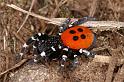 Eresus_sandaliatus_D7035_Z_89_Geheim_Belgie