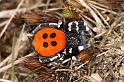 Eresus_sandaliatus_D7036_Z_88_Geheim_Belgie