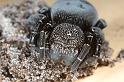Eresus_sandaliatus_D7037_Z_89_Geheim_Belgie