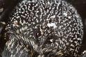 Eresus_sandaliatus_D7038_Z_89_Geheim_Belgie